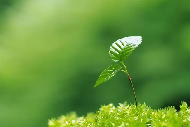 妻子多次出轨男上司，丈夫撞破反遭挑衅，一气之下喝下农药百草枯