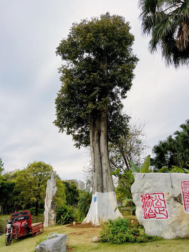 三百年古树被盗后，持续九年的接力救护