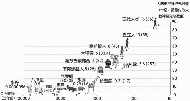 雄性交配、排尿器官合在一起，雌性却分开，为何有如此差异？