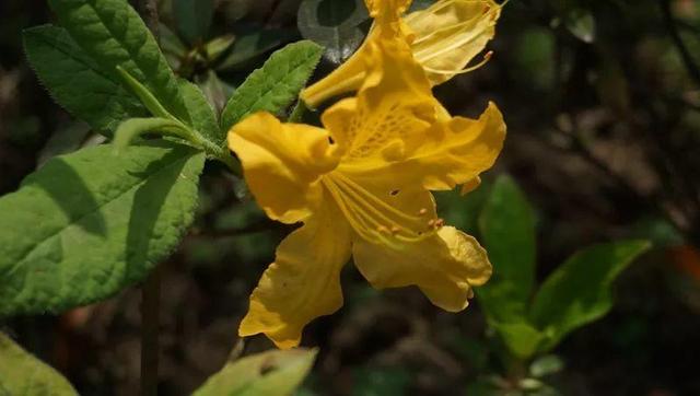 春天赏花要小心，这10种“有毒花”，再好看也别碰！